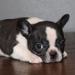 French Bulldogs from OMG Frenchies