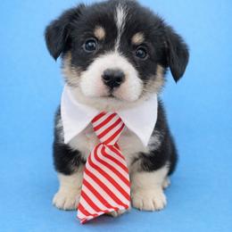 Marley - Black and tan male Pembroke Welsh Corgi puppy in Ramona, Oklahoma from Eden Farms Corgis