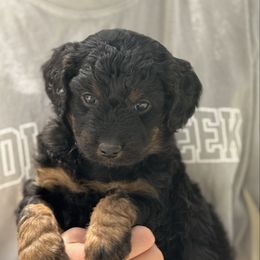 Soy Sauce - Black phantom female Aussiedoodle puppy in Chattanooga, Tennessee from Leafy Acre Mini Farm