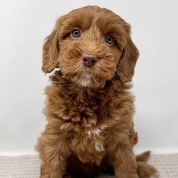 Dottie - Caramel female Australian Labradoodle puppy in Sacramento, California from Little Farmstead Labradoodles