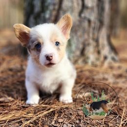 Goblin - Blue merle and white male American Corgi puppy in Cameron, North Carolina from Butts Family Corgis