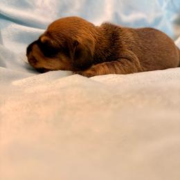 Highlander - Red male Dachshund puppy in Nampa, Idaho from 208 Wiener Wiggle Butts LLC
