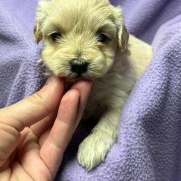 Bambi - Cream female Maltipoo puppy in Alexander, Arkansas from Durham's Designer Poos