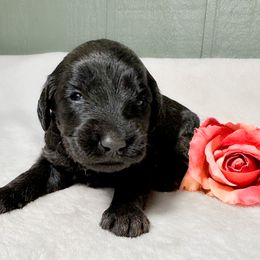 Pepper - Phantom female Goldendoodle puppy in Osage City, Kansas from Golden Ridge Goldens