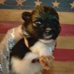 Patriot - Black and tan parti male Pomeranian puppy in Waco, Texas from Petite Poms