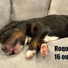 Roquefort - Tri-color Bernedoodle puppy in Washougal, Washington from Sandy Creek Bernedoodles