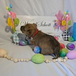 Mr Red - Red male Cairn Terrier puppy in Savannah, Missouri from WoodSchott Cairn Terriers