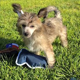 Braxton Long Star Angel - Brown male Chinese Crested puppy in Amarillo, Texas from Victoria's Chinese Cresteds Long Star Angels