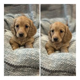 Dachshund Puppies from McJazzin Doxies
