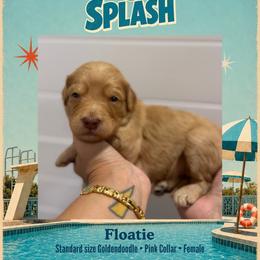 Floatie - Dallas TX - 4,000 - Red  female Goldendoodle puppy in Garland, Texas from Twilight Doodles