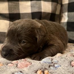 Black - Charcoal male Dilute Retriever puppy in Marion, Illinois from Summer Lovin’ Labradors of Southern Illinois