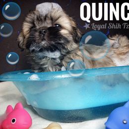 Shih Tzu Puppies from Loyal Shih Tzu