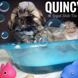 Shih Tzu Puppies from Loyal Shih Tzu