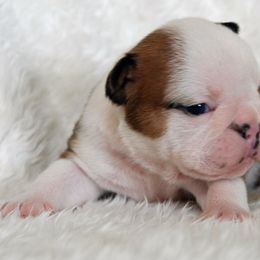 Bulldog Puppies from North Ga Bulldogs