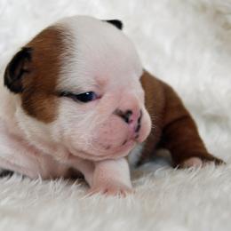 Bulldog Puppies from North Ga Bulldogs