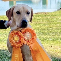 Labrador Retrievers from Hunter Mill Retrievers
