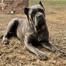 Skye - Cane Corso