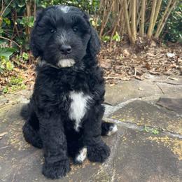 Orange - Black and white female Sheepadoodle puppy in Archer, Florida from Gainesville Sheepadoodles