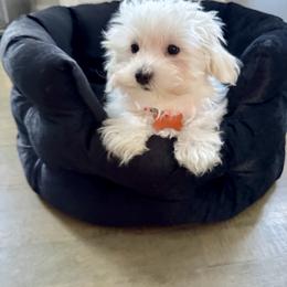 Orange collar (AKC) - White male Maltese puppy in Massachusetts from Happy Tail Yorkies and Maltese