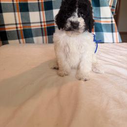The wizard - Parti male Poodle puppy in Luana, Iowa from Country View Bernedoodles and Goldendoodles