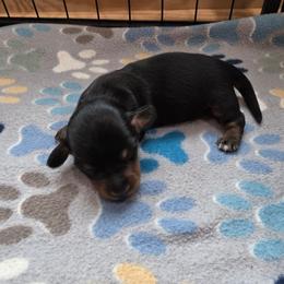 Boy 2 - Black and tan male Dachshund puppy in Farmerville, Louisiana from Hancock House of Basset Hounds & Mini Dachshunds
