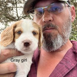 Girl 1 - Brittany puppy in Neenah, Wisconsin from American Stashe Birddogs