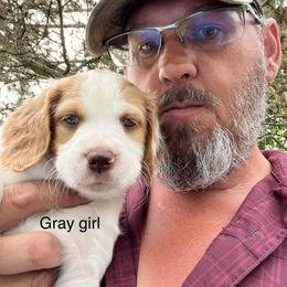 Girl 1 - Brittany puppy in Neenah, Wisconsin from American Stashe Birddogs