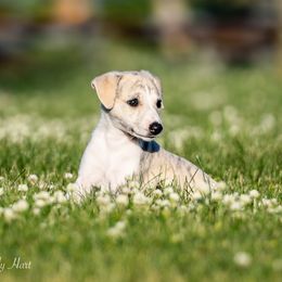 Whippet Puppies from Winstar Whippets