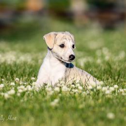 Whippet Puppies from Winstar Whippets