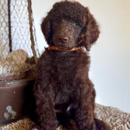 Smalls (orange) - Brown male Poodle puppy in Julian, California from Above the Pines Poodles