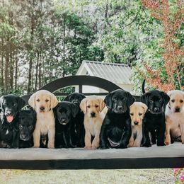 Labrador Retriever Puppies from Lacey Adkins