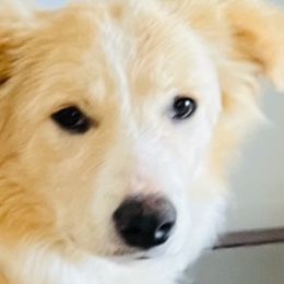 Beau - Border Collie