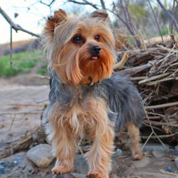 Stella - Yorkshire Terrier