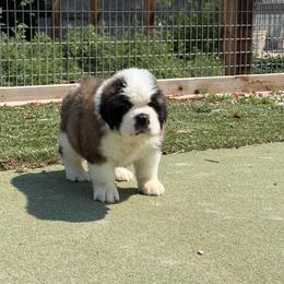 Girl 3 - Mahogany and white female Saint Bernard puppy in Wellington, Colorado from Thunder Keg St. Bernards