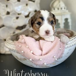 Winterberry - Blue merle female Bernedoodle puppy in Henry, Illinois from Rowe Farms Doodles