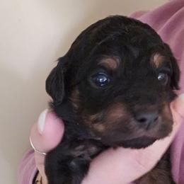 Bitsy - Phantom female Bernedoodle puppy in Galena, Illinois from Perry's doodles