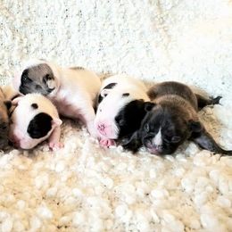 French Bulldog Puppies from Bennett’s Bullies