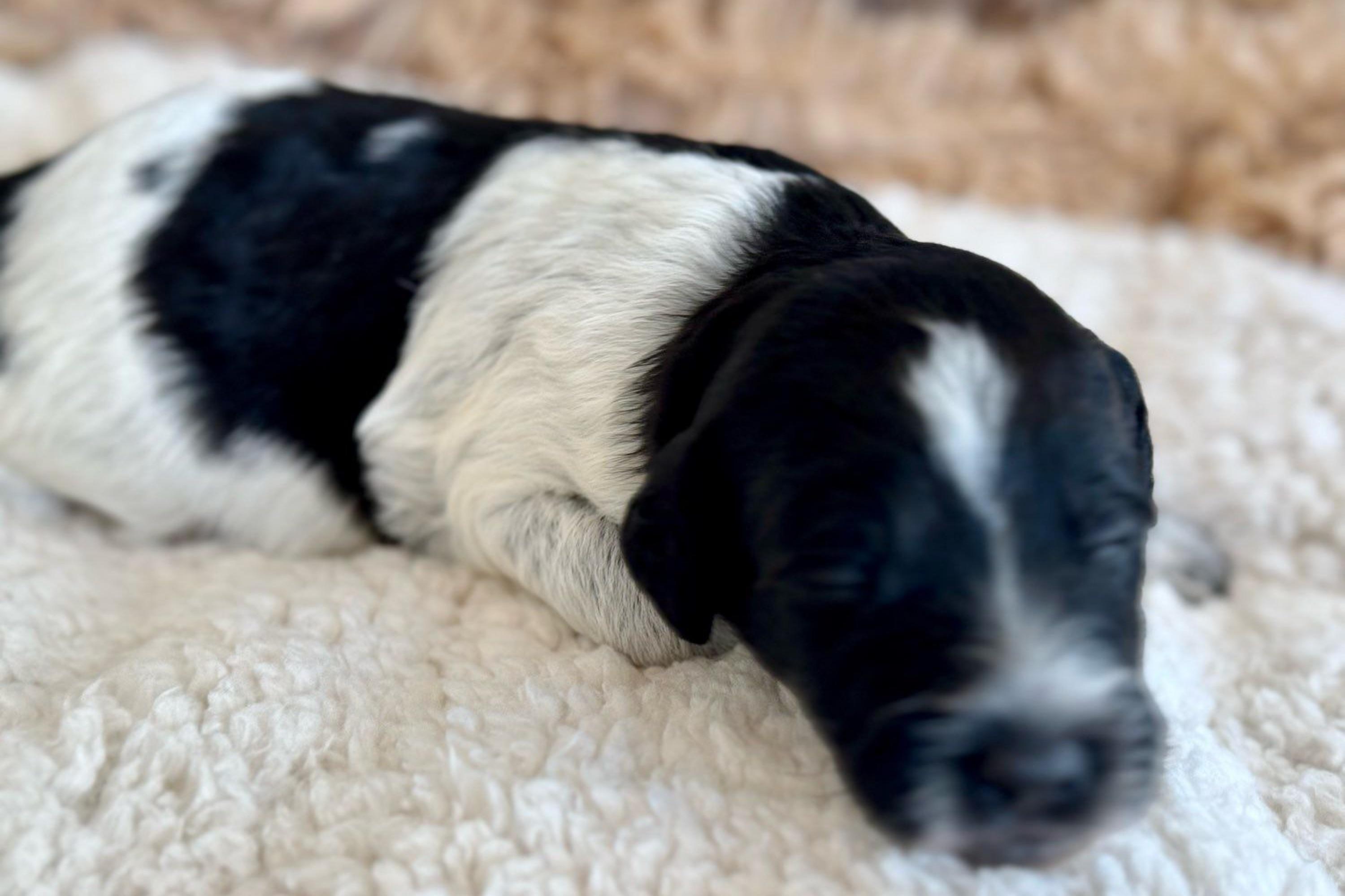 “Lollipop”Girl 1 (black and white parti) - Black and white Aussiedoodle puppy in Ayden, North Carolina from Sugar Creek Oodles