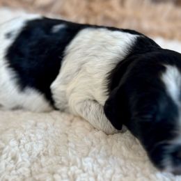 “Lollipop”Girl 1 (black and white parti) - Black and white Aussiedoodle puppy in Ayden, North Carolina from Sugar Creek Oodles