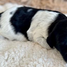 “Lollipop”Girl 1 (black and white parti) - Black and white Aussiedoodle puppy in Ayden, North Carolina from Sugar Creek Oodles
