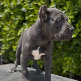 Girl 1 - Gray female Cane Corso puppy in California from Donato Kennels