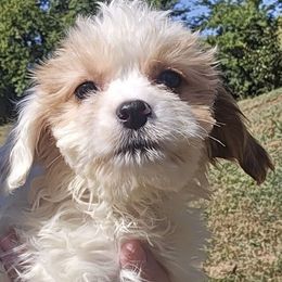 Touri - Blenheim female Cavapoo puppy in Lebanon, Kentucky from Mosaic Merle Doodles