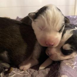 Female 2 - Black and white female Siberian Husky puppy in Diamond Lake, Washington from Husky Haven WA