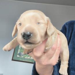 TIPPY - Cream male Dachshund puppy in Fort Worth, Texas from Chadwick Farms Mini Dachshunds