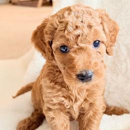 Boy 6 - male Double Doodle puppy in Clarks Hill, South Carolina from Rosie’s Double Doodles