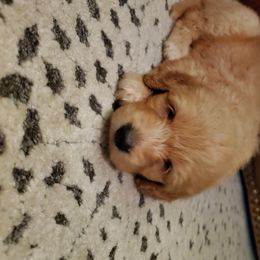 Goldendoodle Puppies from Soule Buddies