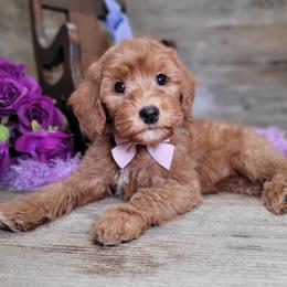Sadie - Red  female Goldendoodle puppy in Woodburn, Indiana from DNLS Doodle Puppies