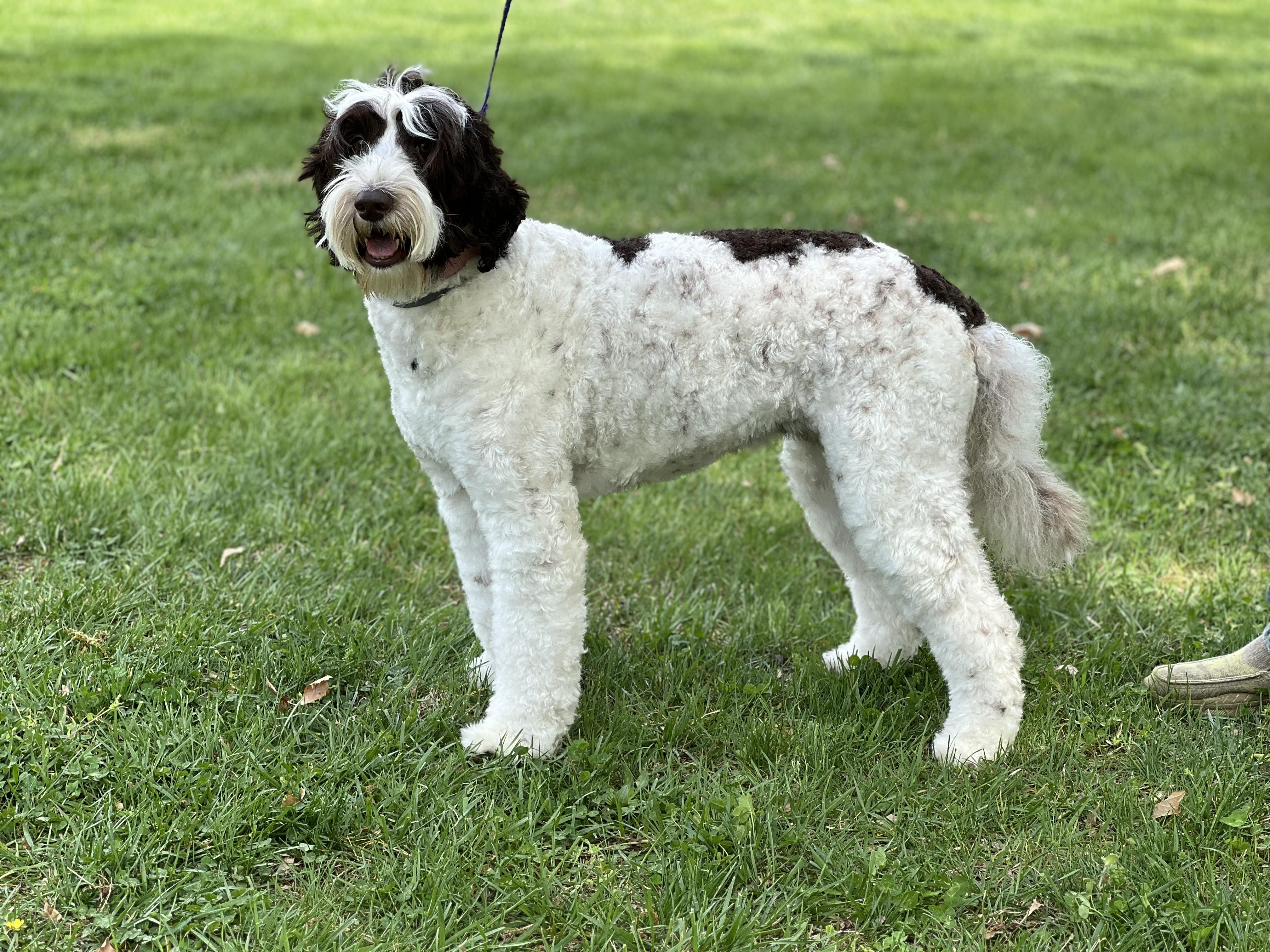 Stella