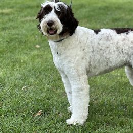 Stella - Australian Labradoodle