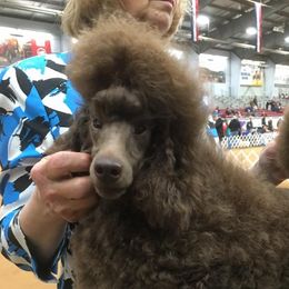Leroy - Poodle